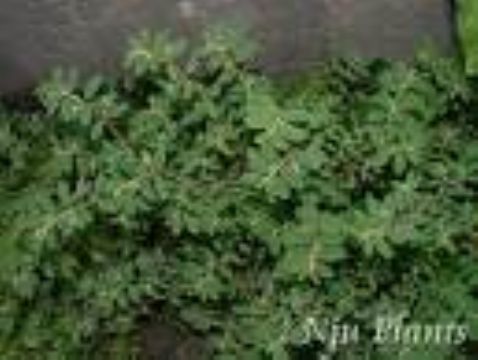 Sell  Euphorbia Humifusa  Extract